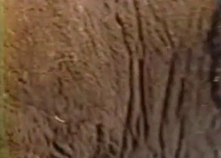 Buffalo-looking beast fucking outdoors