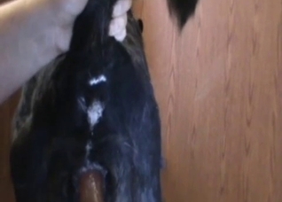 Dude fucking his obedient doggo