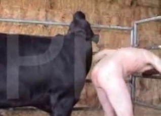 Big booty zoophile destroyed by a horse