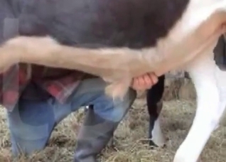 Big booty zoophile destroyed by a horse