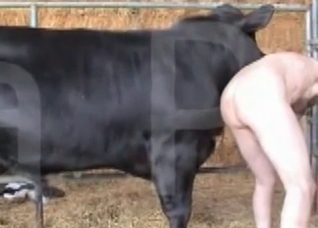 Big booty zoophile destroyed by a horse