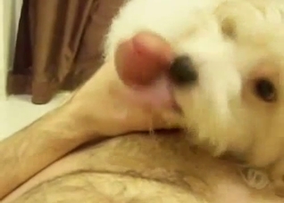 Dog with pretty eyes gives head in POV