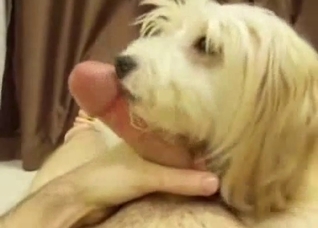 Dog with pretty eyes gives head in POV