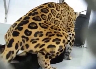 A very special bestiality video for you