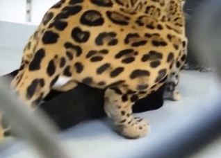 A very special bestiality video for you