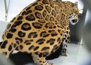 A very special bestiality video for you