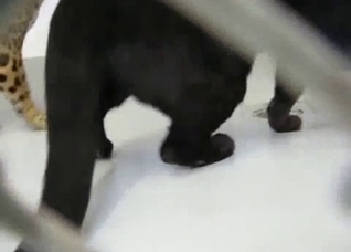 A very special bestiality video for you