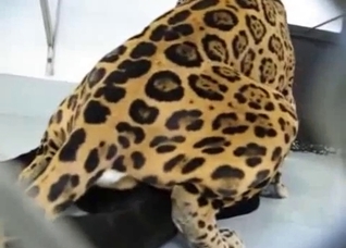 A very special bestiality video for you