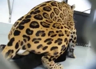 A very special bestiality video for you