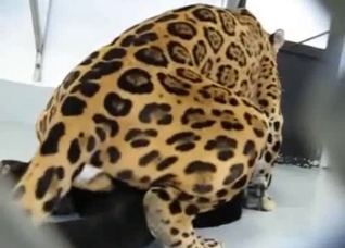 A very special bestiality video for you