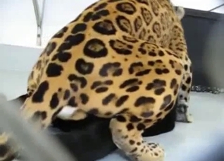 A very special bestiality video for you