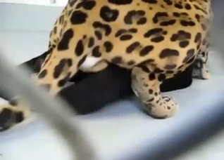 A very special bestiality video for you