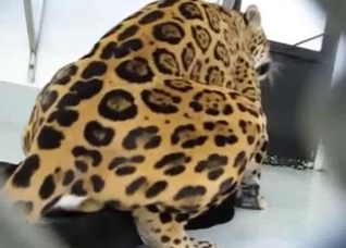 A very special bestiality video for you