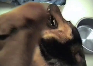 Dude jerking this dog's cock in POV