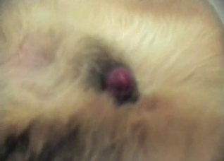Dude jerking this dog's cock in POV