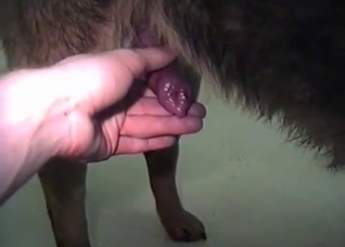 Dude jerking this dog's cock in POV
