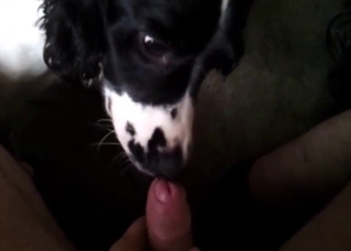 Seductive dog giving a blowjob in POV