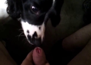 Seductive dog giving a blowjob in POV