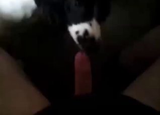 Seductive dog giving a blowjob in POV
