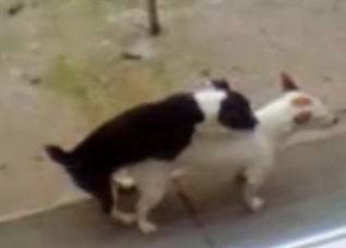 Watch two dogs fuck each other hard