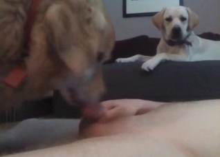 Amazing blowjob from a kinky dog