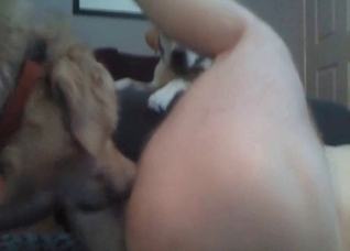 Amazing blowjob from a kinky dog