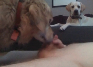 Amazing blowjob from a kinky dog
