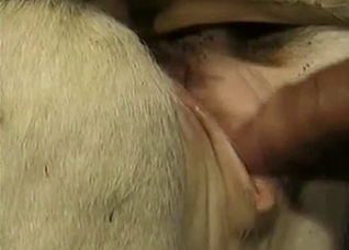 Insane close-ups in a zoo sex vid