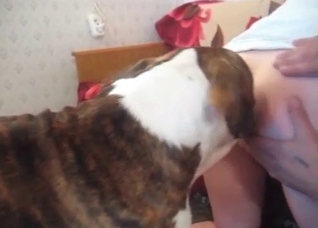 Intense close-up bestiality for you