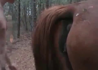 Outdoors action with a horny horse