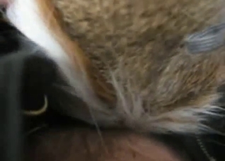 Close-up POV bestiality sex for you