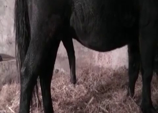 That pony is the hottest pony ever