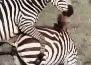 Two zebras fucking like crazy here