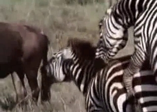Two zebras fucking like crazy here