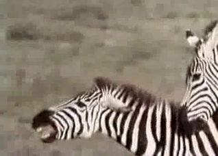 Two zebras fucking like crazy here