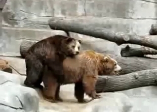 Two bears fucking in front of a cam
