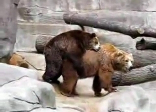 Two bears fucking in front of a cam
