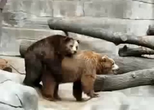 Two bears fucking in front of a cam