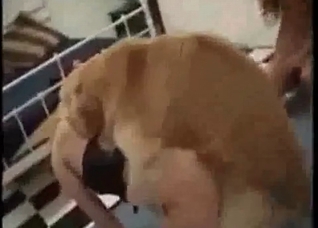 Stockings-clad babe mounted by a dog