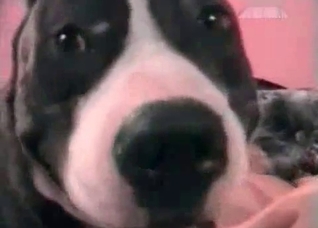 Fat MILF gets licked by a fat dog on a bed