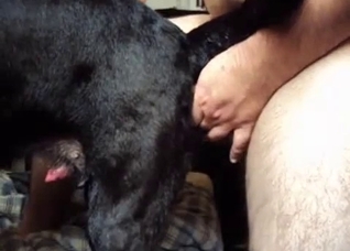 Dude rams his cock up that dog's hole