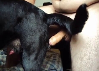 Dude rams his cock up that dog's hole
