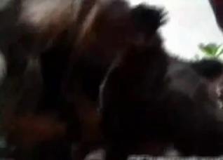 Simple get-together turns into zoo orgy