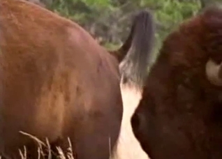 Extreme close-ups of a hot animal here
