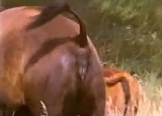 Extreme close-ups of a hot animal here