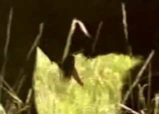 Extreme close-ups of a hot animal here
