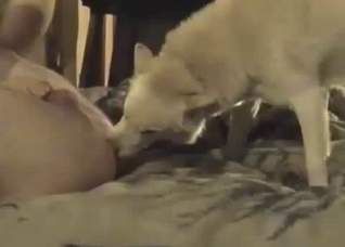 Amazing rimjob from a horny dog