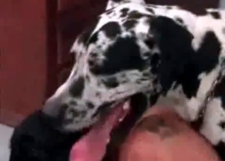 Dalmatian drilling a submissive bitch