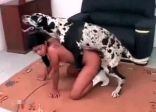 Dalmatian drilling a submissive bitch