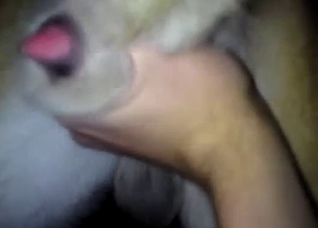 Close-up showcase of dog's hot cum